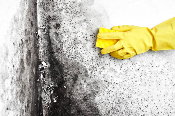 Best Certified Mold Removal  in Hamilton, IN